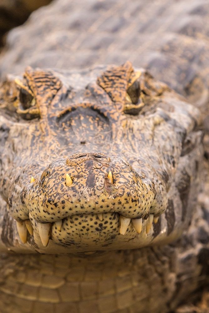 Brazil-Pantanal Jacare caiman reptile in water